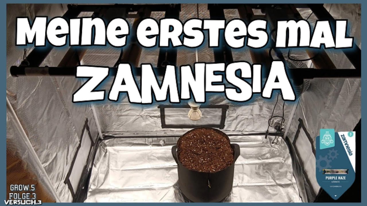Cannabis Grow Zamnesia Purple Haze Automatic Seed! Die Kaimung! Back to The Rules? The Hookah Grow!