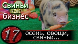 КОРМЛЕНИЕ СВИНЕЙ КАРТОШКОЙ КОРМЛЕНИЕ СВИНЕЙ КАРТОШКОЙ