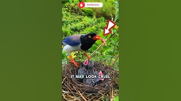 You Won’t Believe What This Bird Feeds Her Babies!#shorts #birds #birdfeeding #wildlife