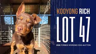Kooyong Rich - Lot 47 Forbes Working Dog Sale 