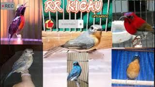 suara BURUNG Rame,lagi ketakutan untuk pikat semua jenis burung paling ampuh.