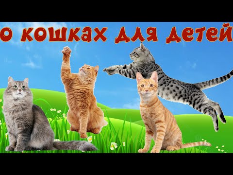 Кошки И Их Звуки Для Детей. Развивающее Видео О Кошках 2 Часть