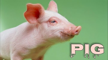 Pig sounds, pig oinking, pig grunting