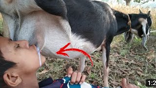 طفل يرضع من المعزة مباشرة baby breastfeeding goat
