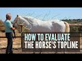 DAY 2: How to evaluate YOUR horse’s topline musculature and interpret  what you see