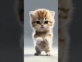 Hipster kittys dance will light up your feed dancingcat cutecat