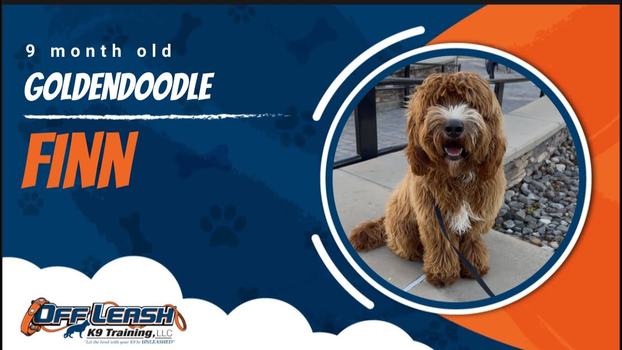 Goldendoodle 🐾Loose leash Training | Best Dog Trainer | Reno, NV🐾