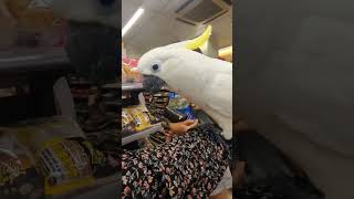 🩷Encounter with the Cockatoo🦜巧遇會說Hello鳳冠鸚鵡🦜我的夢中情鳥 #cute #cockatoo #寵物鳥 #一級保育鳥類