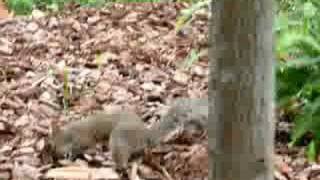Squirrel Observation