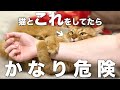 猫との遊びで飼い主が絶対にしてはいけないこと