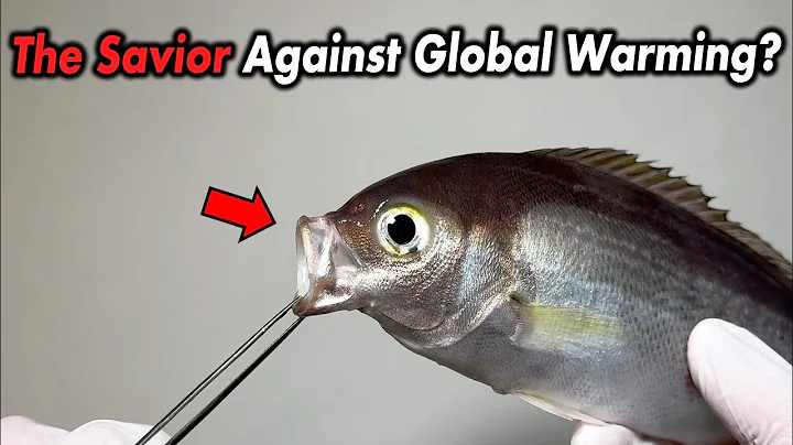 Will Global Warming Change Our Diets?! Rising Water Temperatures Bring Surprising Changes to Seafood