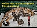 😻Бенгальская кошка после родов. Угроза здоровью. Часть 1.