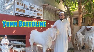 Only Quality | Hafeji Goat Farm | Yumn Hai Toh Mumkin Hai.