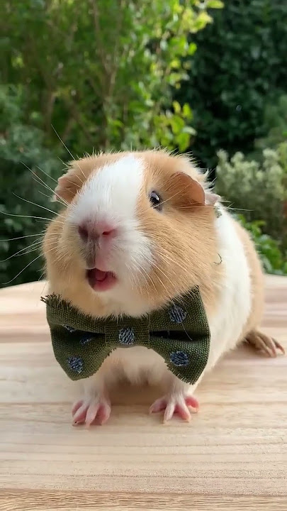 OH BEGINI RUPANYA SUARA HAMSTER‼️#shorts #animals