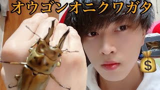 オウゴンオニクワガタにビートボックス聴かせてみた