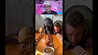 Cat vs Dog Food Battle 😂 Who Wins #FunnyPets #CatVsDog#USA#shorts 📌📌📌