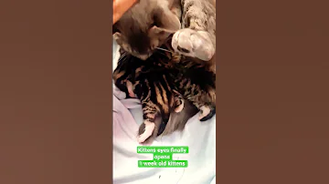 Kittens 1 Week Old Followers Cat Mothercat Kitten 