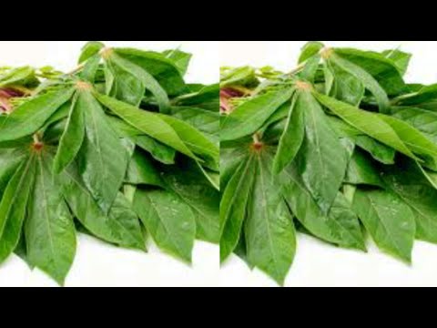 Jitibu Magonjwa Haya Kwa Majani Ya Mihogo Casava Leaves