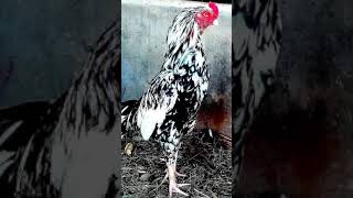 chitha aseel fighters | oldline breed