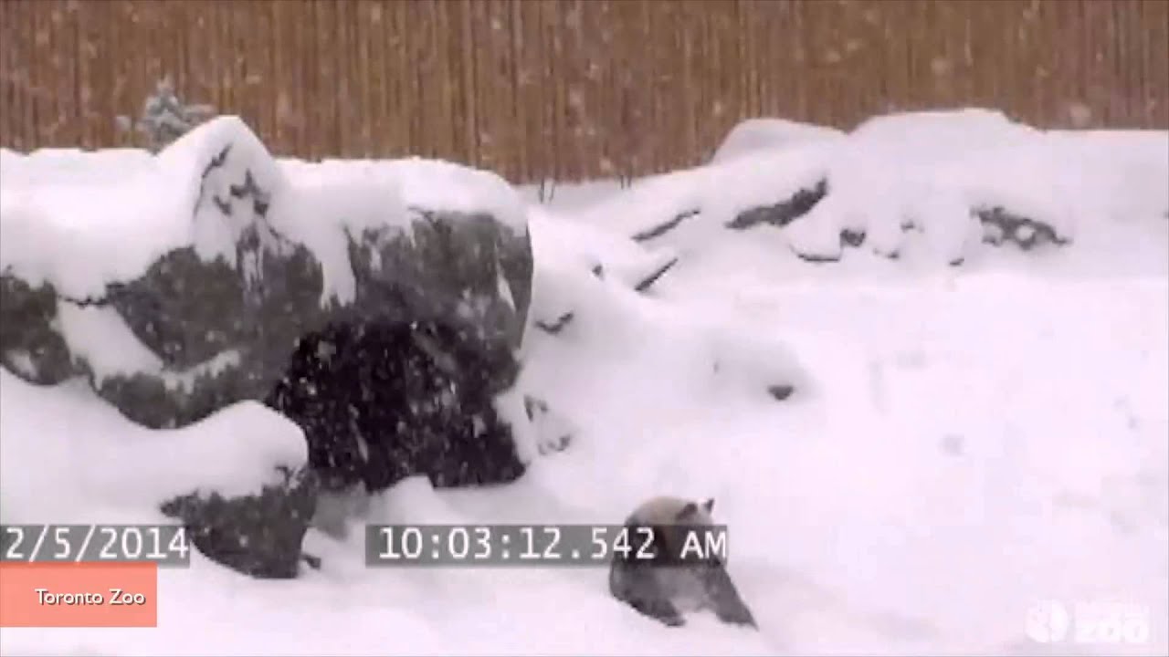 Toronto Zoo Panda Bear Takes Spectacular Fall into a Snowbank