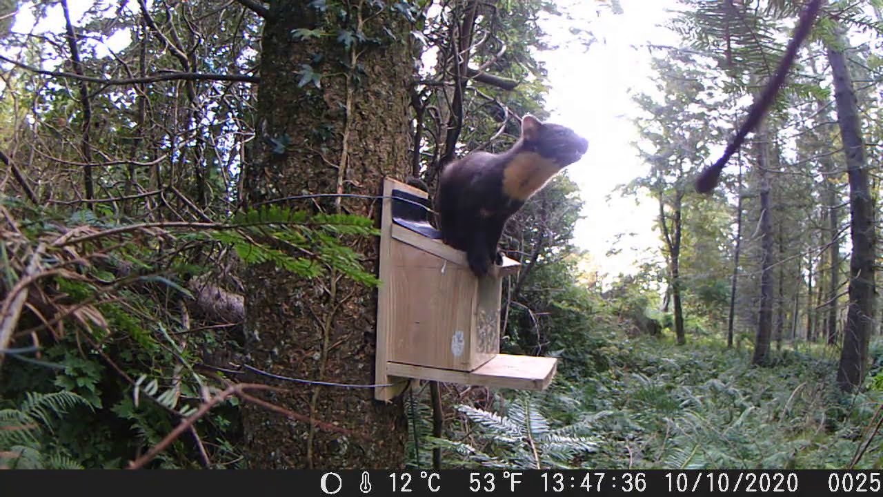 North Down Pine Marten (great daytime footage)