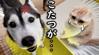 こたつをこっそり片付けたら猫が犬を連れて怒って文句言いにきた...