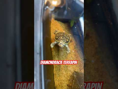 Diamondback Terrapin enjoying some food.