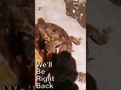 Idiot pets Gharial #gharial #meme #unexpectedtwist #idiots #fypシ #memes