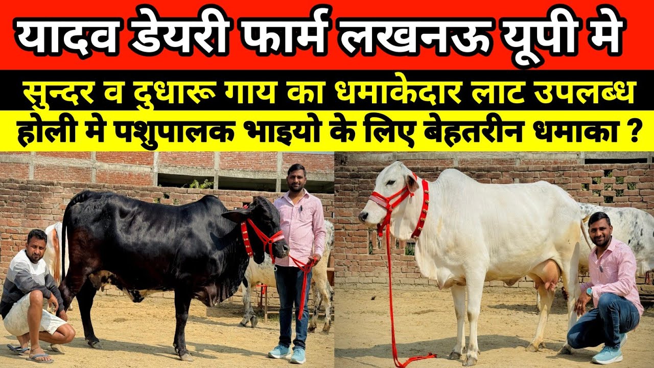 👌🐄 यादव डेयरी फार्म पर सुन्दर व दुधारू गाय बिक्री के लिए उपलब्ध || yadav dairy farm lucknow #cowfarm