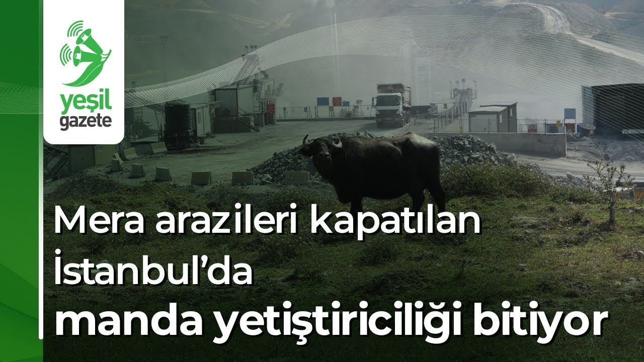 Mera arazileri kapatılan İstanbul’da manda yetiştiriciliği bitiyor