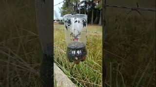 An amazing fly trap that helps protect buffalo!#shorts