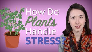 How do Plants Handle Stress? | #AlwaysCurious by Alex Dainis 12,592 views 5 years ago 4 minutes, 29 seconds