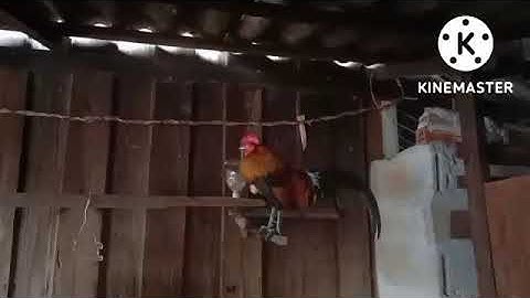 saib qaib dib qua zoo dua nawb ib tsoom phooj ywg