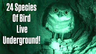 Why Birds Are Secretly Moving Underground?