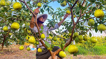 Harvesting Guava in My Farm on Sunny Day and Go to Sell - Relaxing Harvest Video Noal Farm