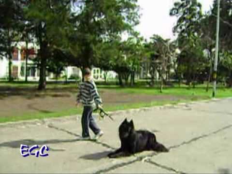 Can Rocco, Pastor Belga, Groenendael propiedad de ...