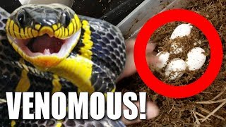 VENOMOUS SNAKE EGGS!!! AND BABY SKINK LIZARDS!! | BRIAN BARCZYK