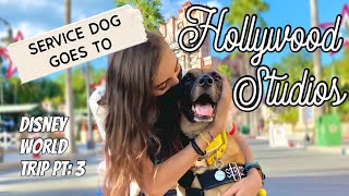 Service Dog goes to Hollywood Studios FL | Disney World Trip Day 3