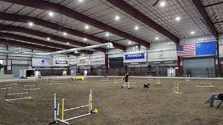 NADAC Open Jumpers - Felix - 6/8/2025 2nd Run