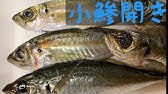 あぶってかも スズメダイ で ミニミニ三枚おろし Youtube
