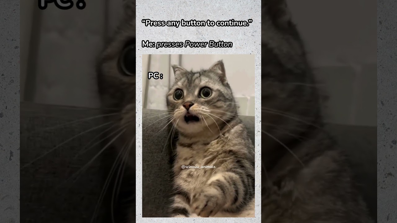 😂 - cute funny animals 2024 