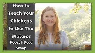 How To Teach Your Chickens To Use The Waterer Roost Root
