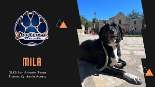 1Y 10Mo Great Pyrenees/Lab Mix “Mila” | Aggression/Hybrid Program | Trainer: Kymberlie Acosta