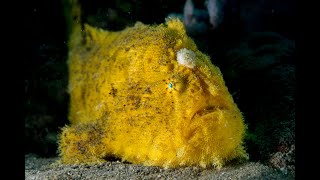 Antennarius Hispidus