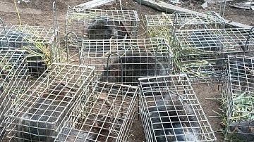 Bẩy chuột cống nhum trăng sáng có dính không & câu trả lời toàn là hàng khủng #sanbatbatri#