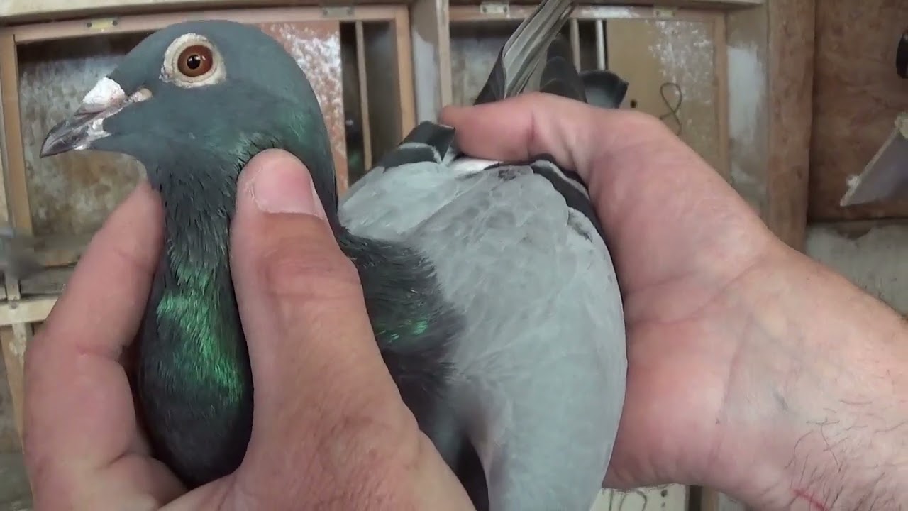 Columbofil Manea Ilie Ionut Maracineni Buzau Romania porumbei de reproductie 28 mai 2023