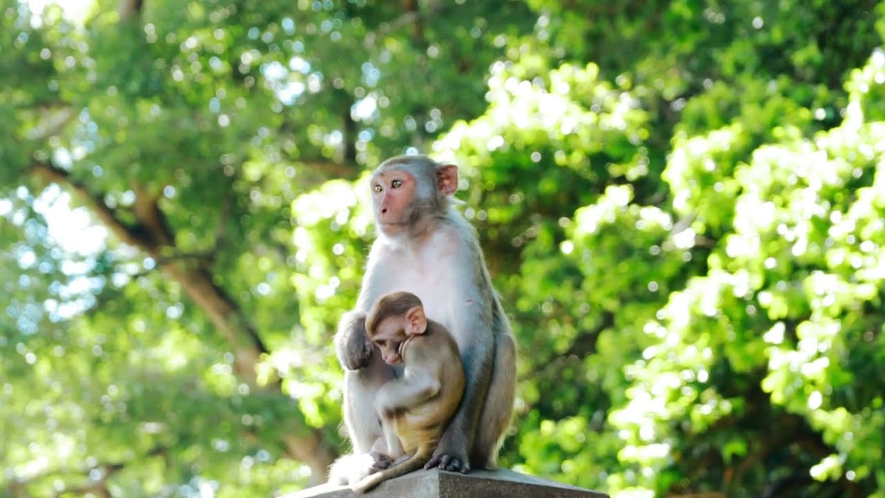 ລິງນ້ອຍ ຊົມທຳມະຊາດ Lovely Monkey Natural healing and adventure 