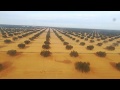 غابة زيتون بصفاقس Sfax Olive Forest Tunisia 