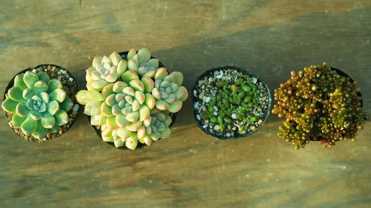 469 [How many days does it take to grow?] It grows like this. It's