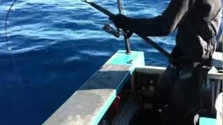 Jigging Kings At The Aldermans. Mc Works 586